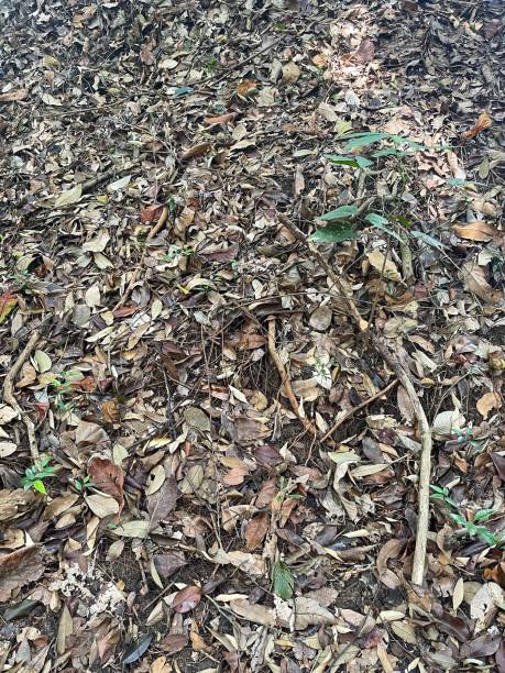 istock dry leaves on the ground 2171967705