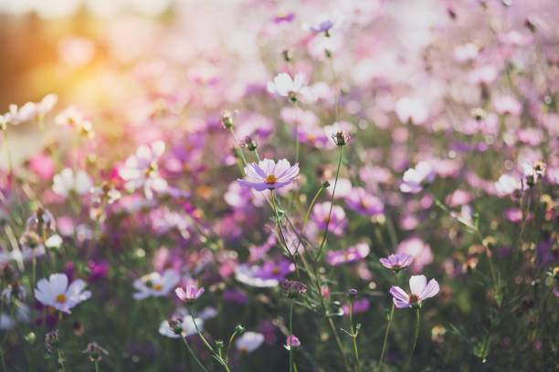 istock Cosmos flower blossom in garden. 2171972315