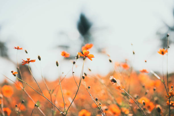 Cosmos flowers blooming in the garden