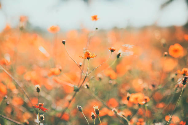 Wild field with blooming yellow flowers