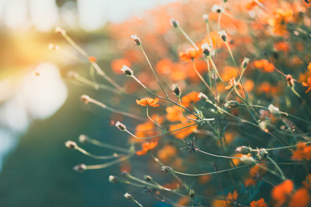 istock Wild field with blooming yellow flowers 2171972389