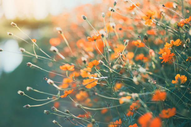 istock Wild field with blooming yellow flowers 2171972394