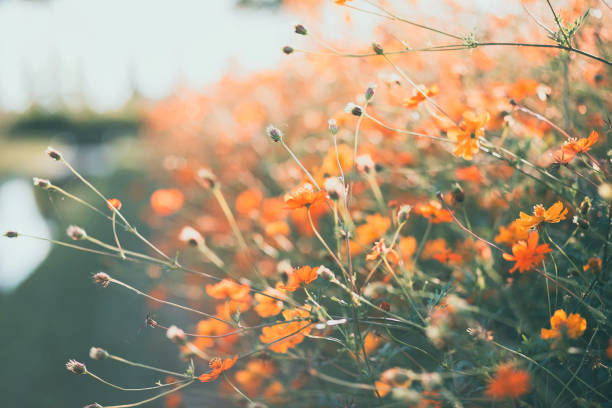 Wild field with blooming yellow flowers