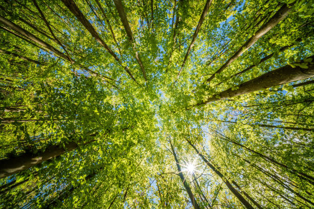 istock A Beautiful Lush Green Forest Canopy View with Sunlight Gently Filtering Through Trees 2171973372