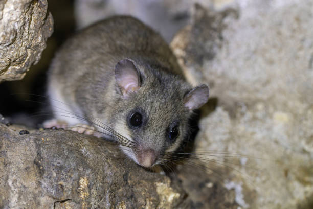 European edible dormouse (Glis glis) sitting on an old wall.