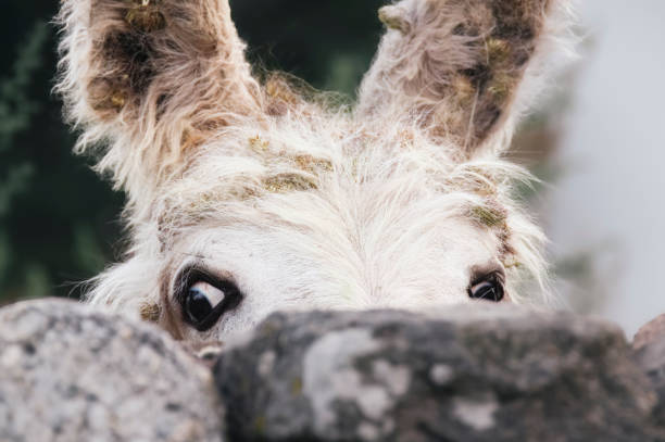 Curious Donkey Peeking Over a Stone Wall in Cantabria (Spain)