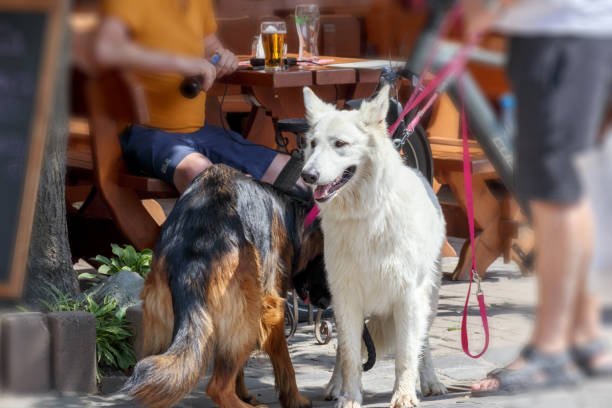 a white and long-haired dog walks with a companion