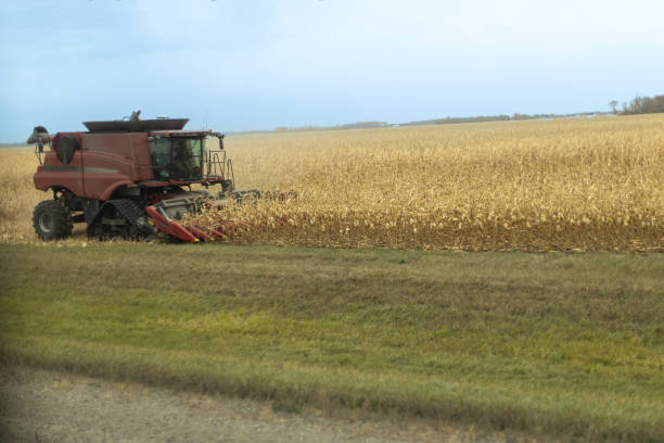 Combine harvester in action, cutting through a dense cornfield under a cloudy sky, symbolizing agricultural efficiency and productivity.