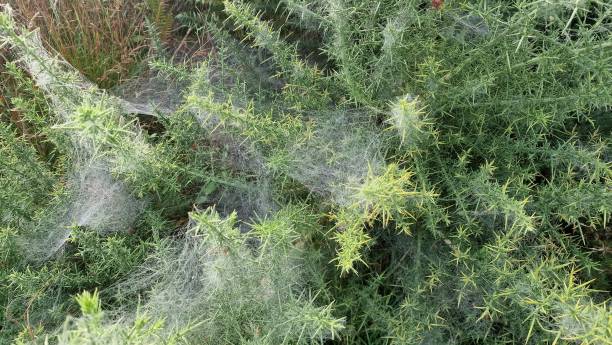 istock Close up of cobwebs on gorse 2171979153