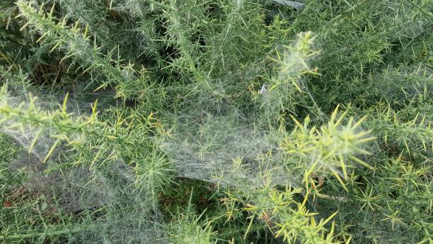istock Close up of cobwebs on gorse 2171979169