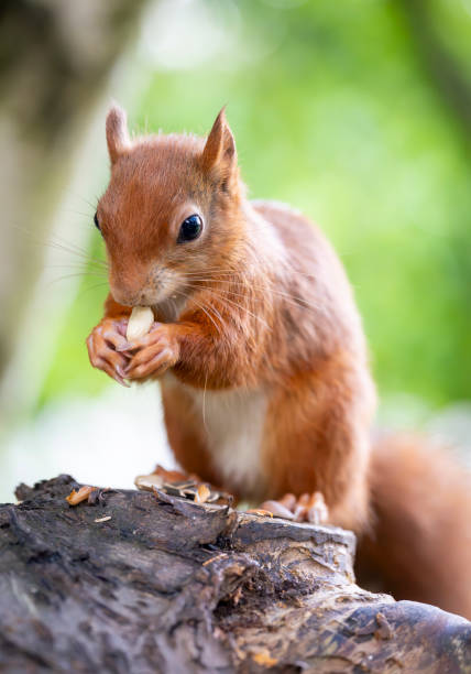 istock Red Squirrel in a forest environment foraging and eating nuts 2171979234