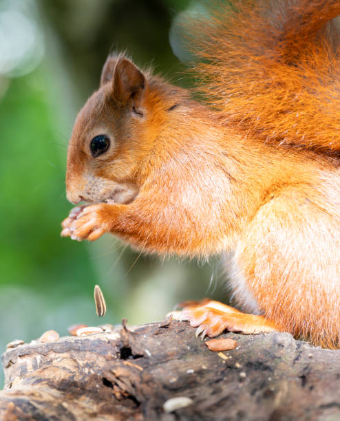 istock Red Squirrel in a forest environment foraging and eating nuts 2171979295