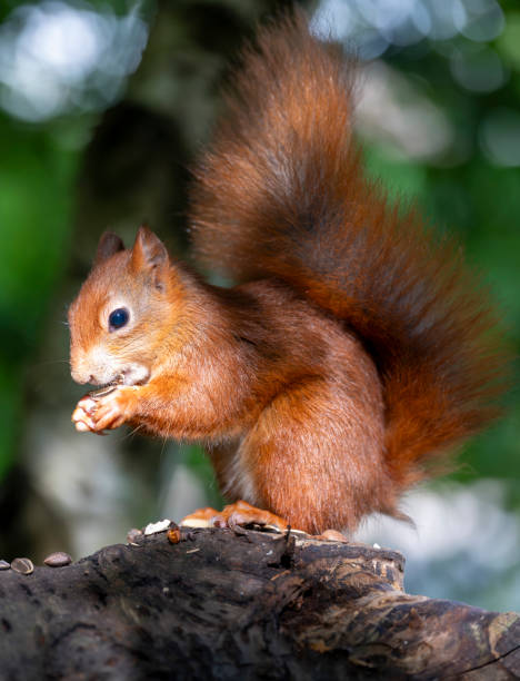 istock Red Squirrel in a forest environment foraging and eating nuts 2171979300