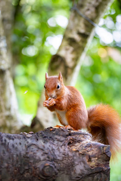 istock Red Squirrel in a forest environment foraging and eating nuts 2171979410