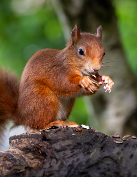 istock Red Squirrel in a forest environment foraging and eating nuts 2171979411