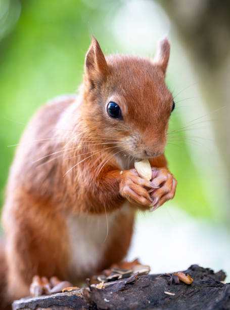 istock Red Squirrel in a forest environment foraging and eating nuts 2171979443