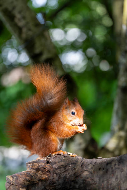 istock Red Squirrel in a forest environment foraging and eating nuts 2171979472