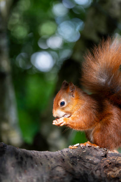 istock Red Squirrel in a forest environment foraging and eating nuts 2171979526