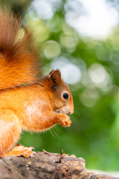 istock Red Squirrel in a forest environment foraging and eating nuts 2171979537