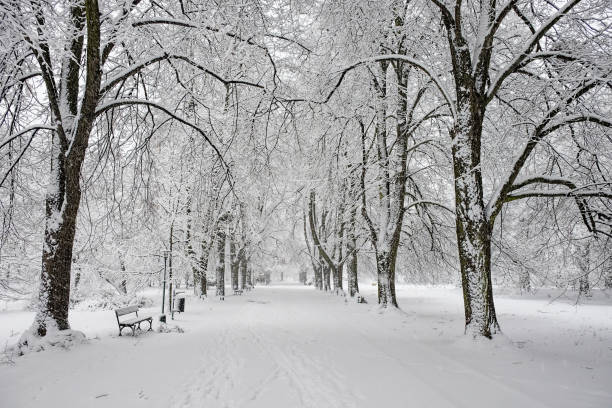 Snow-covered park bench near a tree, winter landscape. Snowfall.