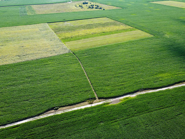 istock Farmfields from a bird's eye view. Crops of corn, landscape. 2171980494