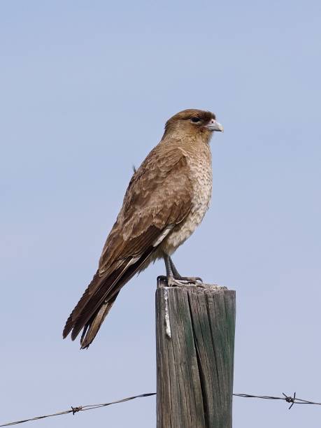 A single Chimango Caracara (Milvago chimango), a common South American scavenger, perches on a fence-post in central Chile