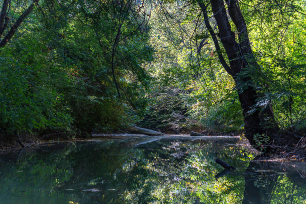 A black tree trunk hangs over the forest river. It's a sunny day, but the sun's rays hardly penetrate through the lush vegetation of the forest. The landscape of early autumn - the trees are just beginning to turn yellow.