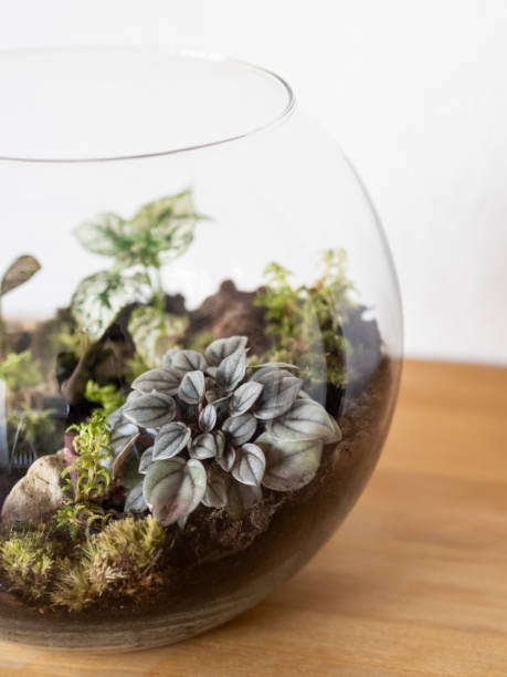 istock Glass terrarium with plants (Peperomia caperata, fittonia and moss) 2171984434