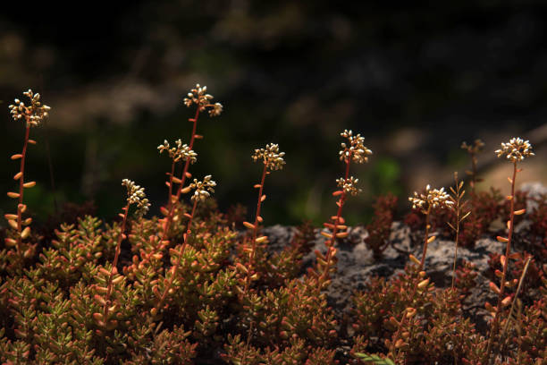 White Stonecrop (Sedum album) Growing in Nature