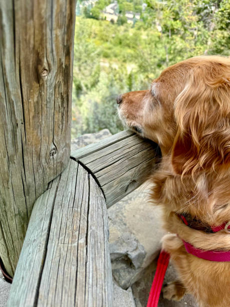 istock Golden Retriever Looking Over Fence Rail 2171990486