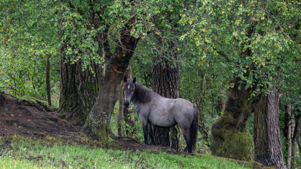 istock Grey horse among the leafy trees 2171990576