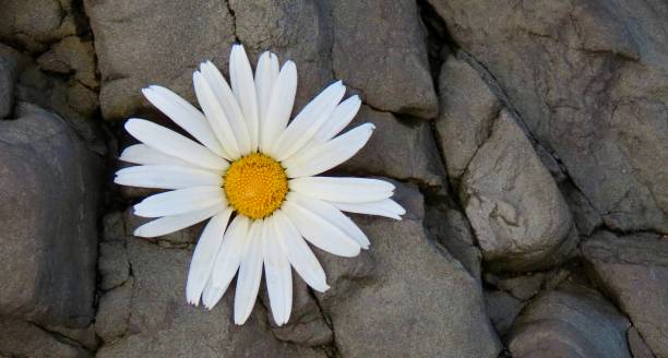 a daisy goes to the beach