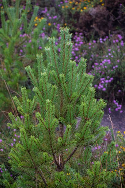 istock Christmas tree in the countryside 2171990759