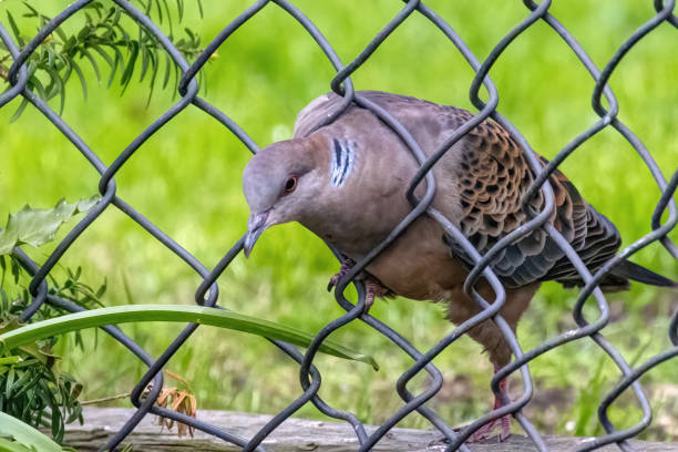 Pale grey collared dove with distinctive eye color resting on a garden ornament.