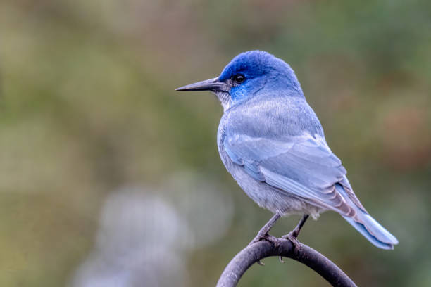 istock pinyon jay, West Vancouver, BC, Canada 2171991562
