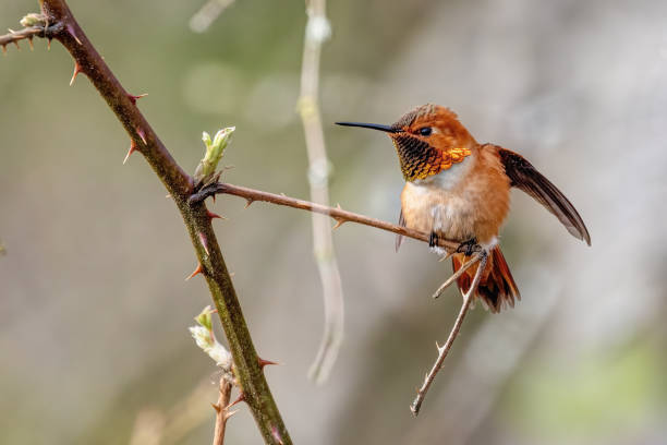istock Rufous hummingbird (Selasphorus rufus), Richmond, BC, Canada 2171991580