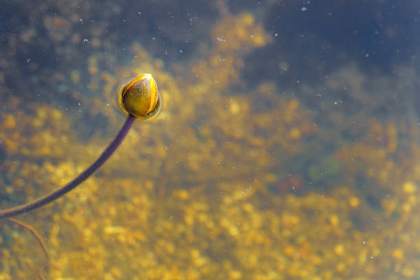 half-surfaced lotus bud embodies potential and tranquility, merging with the water's reflection. Its delicate form symbolizes hope and rebirth amidst nature's calmness