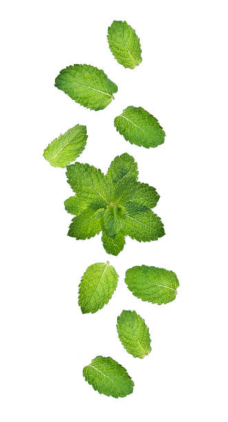 istock Fly in air of mint 2171993802