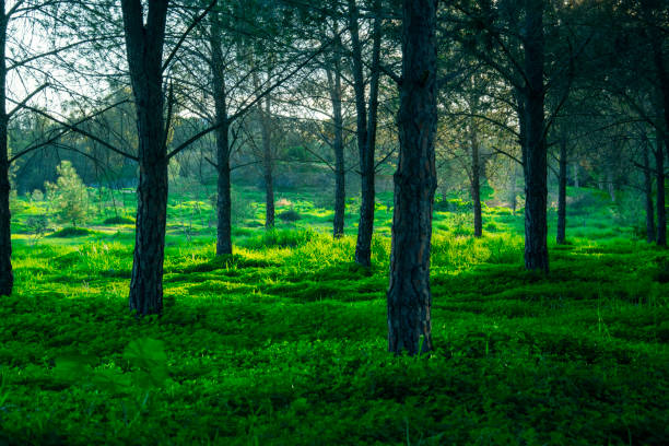 Forest shot in afternoon on a sunny day. Concept of green nature and relaxation.