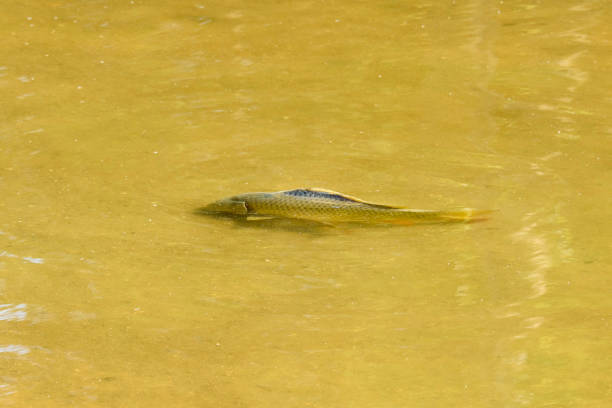 Fish swimming in turbid, yellowish water. Natural setting, calm and serene environment, river or pond scene.