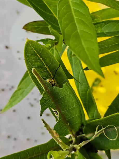 istock Monarch butterfly caterpillar behind milkweed leaf eating 2171996548