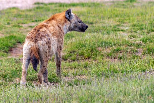 Spotted Hyena hunting in wilderness