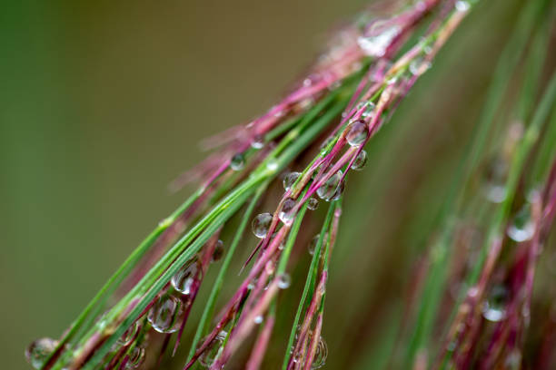 Drop of water on the grass