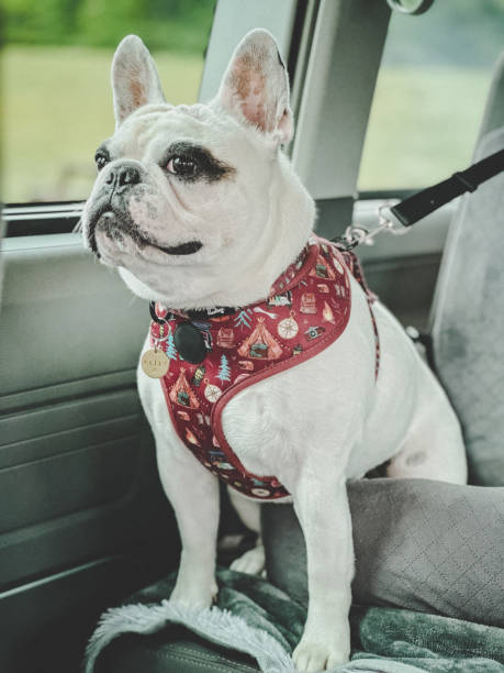 istock Frenchie dog sitting inside dog car seat 2171999972