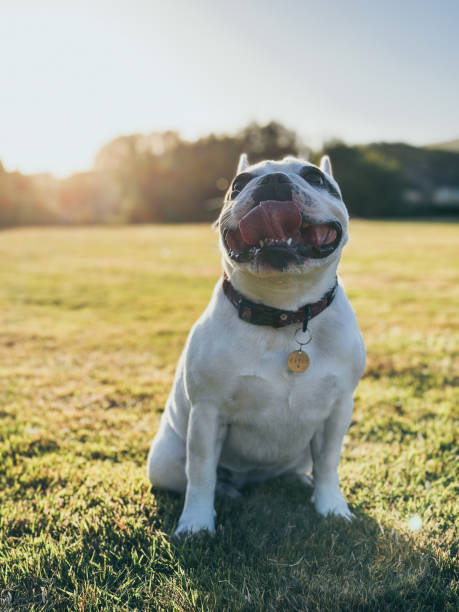Portrait of a happy Frenchie Bulldog  sitting on grass field under a low evening sun