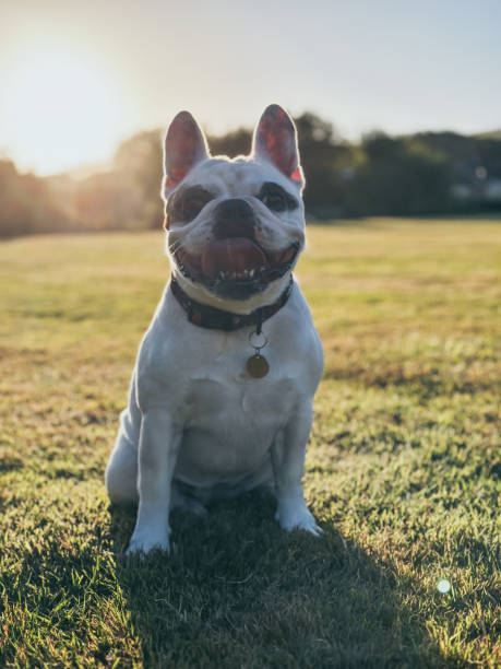 Portrait of a happy Frenchie Bulldog  sitting on grass field under a low evening sun