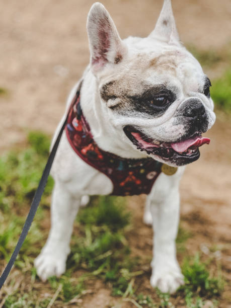 istock Happy Frenchie dog with dirt on head 2171999978