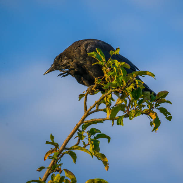 istock Carrion crow perching on a green branch on blue sky background 2172001431