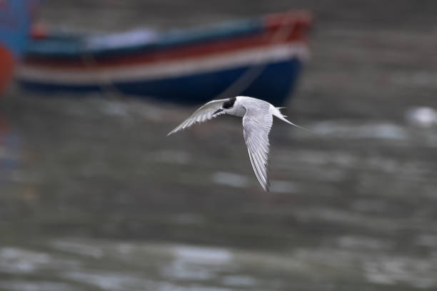 Arctic tern (Sterna paradisaea), a tern in the family Laridae, observed at Mumbai coast in Maharashtra, India during monsoons