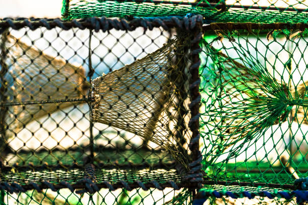 istock Stacked lobster cages at sunset.. 2172009201